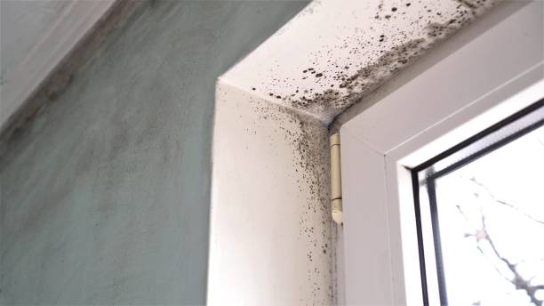 Best Water Damage & Mold Remediation  in Telford, PA